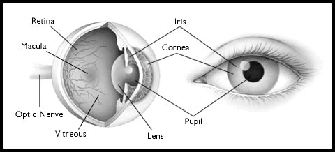 anatomy